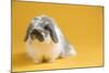 American Fuzzy Lop Rabbit-Lynn M^ Stone-Mounted Photographic Print