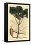 American Ginseng, Panax Quinquefolius-Sydenham Teast Edwards-Framed Stretched Canvas