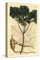 American Ginseng, Panax Quinquefolius-Sydenham Teast Edwards-Stretched Canvas