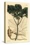 American Ginseng, Panax Quinquefolius-Sydenham Teast Edwards-Stretched Canvas