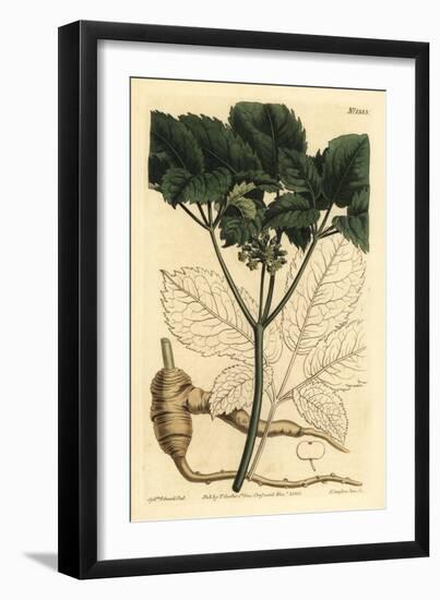 American Ginseng, Panax Quinquefolius-Sydenham Teast Edwards-Framed Giclee Print