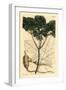 American Ginseng, Panax Quinquefolius-Sydenham Teast Edwards-Framed Giclee Print
