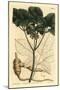 American Ginseng, Panax Quinquefolius-Sydenham Teast Edwards-Mounted Giclee Print