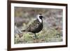 American Golden Plover-Ken Archer-Framed Photographic Print