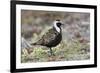 American Golden Plover-Ken Archer-Framed Photographic Print