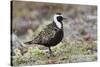 American Golden Plover-Ken Archer-Stretched Canvas