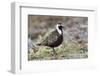 American Golden Plover-Ken Archer-Framed Photographic Print