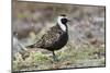 American Golden Plover-Ken Archer-Mounted Photographic Print