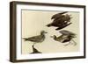 American Golden Plover-John James Audubon-Framed Giclee Print