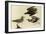 American Golden Plover-John James Audubon-Framed Giclee Print