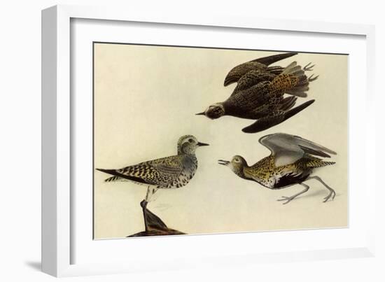 American Golden Plover-John James Audubon-Framed Giclee Print