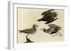 American Golden Plover-John James Audubon-Framed Giclee Print