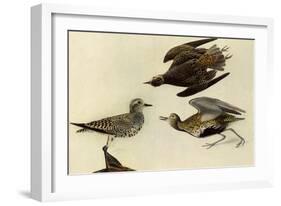 American Golden Plover-John James Audubon-Framed Giclee Print