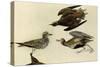 American Golden Plover-John James Audubon-Stretched Canvas