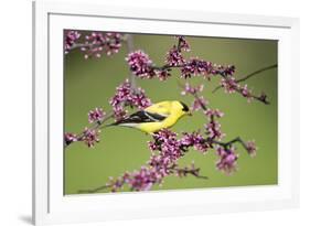 American Goldfinch (Carduelis tristis) male in Eastern Redbud tree Marion, Illinois, USA.-Richard & Susan Day-Framed Photographic Print