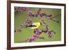 American Goldfinch (Carduelis tristis) male in Eastern Redbud tree Marion, Illinois, USA.-Richard & Susan Day-Framed Photographic Print