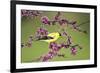 American Goldfinch (Carduelis tristis) male in Eastern Redbud tree Marion, Illinois, USA.-Richard & Susan Day-Framed Photographic Print