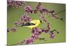 American Goldfinch (Carduelis tristis) male in Eastern Redbud tree Marion, Illinois, USA.-Richard & Susan Day-Mounted Photographic Print