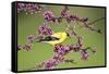American Goldfinch (Carduelis tristis) male in Eastern Redbud tree Marion, Illinois, USA.-Richard & Susan Day-Framed Stretched Canvas
