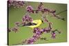 American Goldfinch (Carduelis tristis) male in Eastern Redbud tree Marion, Illinois, USA.-Richard & Susan Day-Stretched Canvas