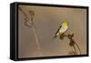 American Goldfinch Feeding on Sunflower Seeds-Larry Ditto-Framed Stretched Canvas