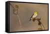 American Goldfinch Feeding on Sunflower Seeds-Larry Ditto-Framed Stretched Canvas