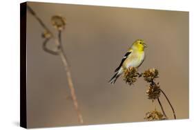 American Goldfinch Feeding on Sunflower Seeds-Larry Ditto-Stretched Canvas