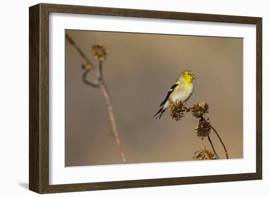 American Goldfinch Feeding on Sunflower Seeds-Larry Ditto-Framed Photographic Print