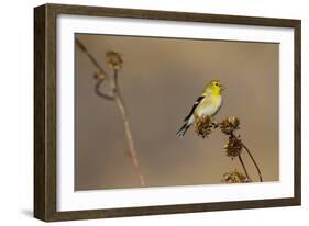 American Goldfinch Feeding on Sunflower Seeds-Larry Ditto-Framed Photographic Print