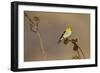 American Goldfinch Feeding on Sunflower Seeds-Larry Ditto-Framed Photographic Print