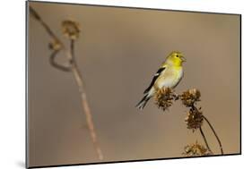 American Goldfinch Feeding on Sunflower Seeds-Larry Ditto-Mounted Photographic Print