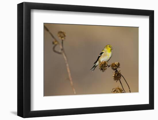 American Goldfinch Feeding on Sunflower Seeds-Larry Ditto-Framed Photographic Print