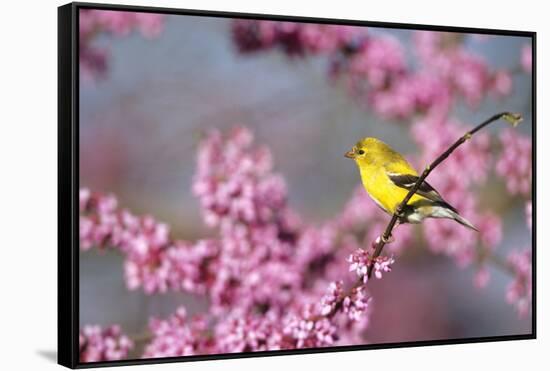 American Goldfinch Female in Eastern Redbud, Marion, Il-Richard and Susan Day-Framed Stretched Canvas