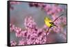 American Goldfinch Female in Eastern Redbud, Marion, Il-Richard and Susan Day-Framed Stretched Canvas