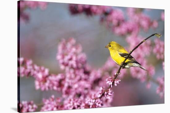 American Goldfinch Female in Eastern Redbud, Marion, Il-Richard and Susan Day-Stretched Canvas