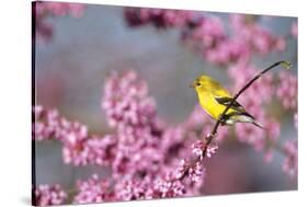 American Goldfinch Female in Eastern Redbud, Marion, Il-Richard and Susan Day-Stretched Canvas