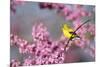 American Goldfinch Female in Eastern Redbud, Marion, Il-Richard and Susan Day-Mounted Premium Photographic Print