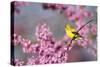 American Goldfinch Female in Eastern Redbud, Marion, Il-Richard and Susan Day-Stretched Canvas