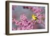 American Goldfinch Female in Eastern Redbud, Marion, Il-Richard and Susan Day-Framed Photographic Print