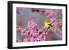 American Goldfinch Female in Eastern Redbud, Marion, Il-Richard and Susan Day-Framed Photographic Print