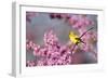 American Goldfinch Female in Eastern Redbud, Marion, Il-Richard and Susan Day-Framed Photographic Print