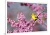 American Goldfinch Female in Eastern Redbud, Marion, Il-Richard and Susan Day-Framed Photographic Print