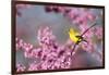 American Goldfinch Female in Eastern Redbud, Marion, Il-Richard and Susan Day-Framed Photographic Print