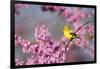 American Goldfinch Female in Eastern Redbud, Marion, Il-Richard and Susan Day-Framed Photographic Print