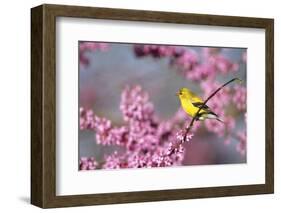 American Goldfinch Female in Eastern Redbud, Marion, Il-Richard and Susan Day-Framed Photographic Print