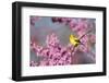 American Goldfinch Female in Eastern Redbud, Marion, Il-Richard and Susan Day-Framed Photographic Print