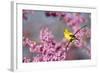 American Goldfinch Female in Eastern Redbud, Marion, Il-Richard and Susan Day-Framed Photographic Print