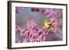 American Goldfinch Female in Eastern Redbud, Marion, Il-Richard and Susan Day-Framed Photographic Print