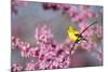 American Goldfinch Female in Eastern Redbud, Marion, Il-Richard and Susan Day-Mounted Photographic Print