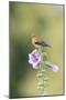American goldfinch female on hollyhock, Marion County, Illinois.-Richard & Susan Day-Mounted Photographic Print